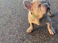 Mein süßer Wunder schöner Isabella tan mit Cocoa Rüde