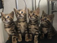 Aus einer traumhaften Verpaarung sind aus unserem