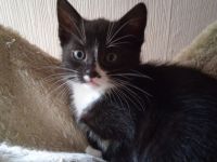 Hallo,wir haben 2 Jungen schwarz-weiß Kitten,sie