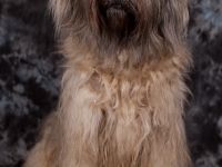 Der Cao da Serra de Aires ist ein intellegenter