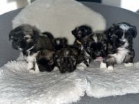 Unsere Hündin hat am 29.3.2022 7 zuckersüße und