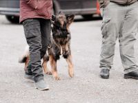 Bunte Hunde Training & Verhaltenstherapie