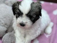 Hallo liebe Hundefreunde, wir sind 7 Coton de Tuléar