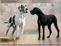 Ich besitze seit 22 Jahren Deutsche Doggen und züchte