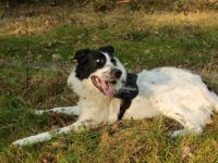 Casper ist ein 2-jähriger Border Collie Mix Er ist