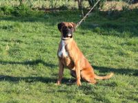 HERA del Ponte Bianco Welpen von überlegener Herkunft.