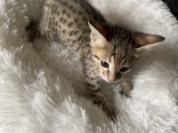 Savannah F4 Kitten Hallo zusammen! unsere liebe Zuma