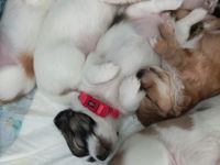 Wir verkaufen privat Chihuahua Welpen die geimpft,