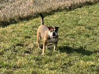 Familien und Liebhaberzucht von Continental Bulldogs