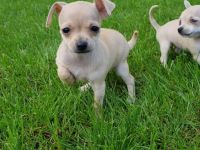 Am 10.03.2022 unsere Chihuahua ( Kurzhaar) Dunja hat