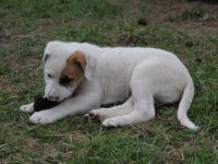 Am 20.02.2022 sind bei uns auf dem Hof 7 gesunde Welpen