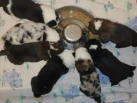 5 Prinzen und eine Prinzessin suchen ab dem 3.6.22 ein