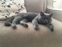 Lyon, Unser BKH Kater sucht ein neues Zuhause. Er ist