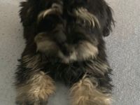 Leider müssen wir den kleinen Strolch wieder hergeben.