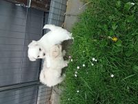 Super süße Malteser - Spitz Welpen bald in gute Hände