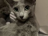 Unsere Sommerbabys 2023 suchen ihre Familien* Russisch Blau* seriöse Zucht*