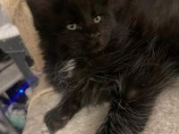 Hallo;) unsere Main Coon Dame Marikaw hat am 10.02.2022