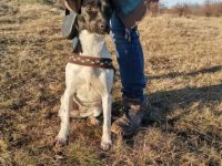 Molly1, Geschlecht: Hündin Rasse: Mischling Geb: 24.12