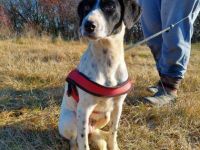 Heidi, Geschlecht: Hündin Rasse: Mischling Geb: 23.10