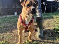 Tamy, Geschlecht: Hündin Rasse: Mischling Geb: 10.07