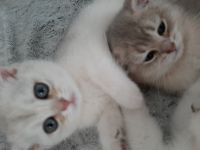 3 süsse BkH Kitten suchen tolle Besitzern. 2 Mädchen