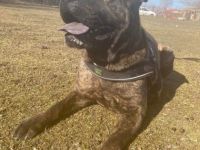 Lexi, Geschlecht: Hündin Rasse: SharPei-Mischling Geb: