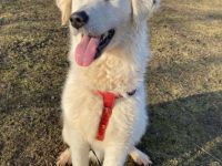 Dakota, Geschlecht: Hündin Rasse: Kuvasz Mix Geb: 27.08