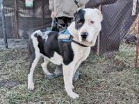 Mona, Geschlecht: Hündin Rasse: Mischling Geb: 01.04