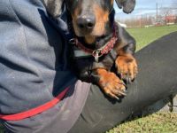 Picike, Geschlecht: Rüde Rasse: Dackel Geb: 01.03.2011