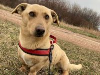 Zsömi, Geschlecht: Rüde Rasse: Mischling Geb: ca. 2019