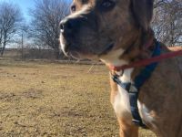 Rocco, Geschlecht: Rüde Rasse: Mischling Geb: 30.05