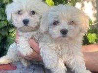 Hiermit verkaufen wir unsere Malteser Welpen. Die