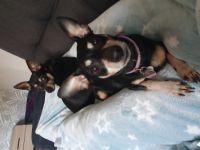 Am 07.04.2022 wurde unsere 7 zwerge geboren, momentan