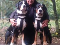 Wir haben Welpen. Bei Abgabe entwurmt, geimpft und mit