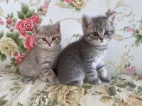 Unsere Katze  zwei gesunden kitten katerchen zu welt