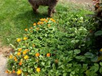 Hallo liebe(r) Lagotto Freund(e), Ich bin GANA (w) und