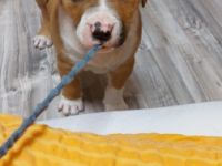 Verkaufe zwei wunderschöne Welpen, die Am 23.02.2022