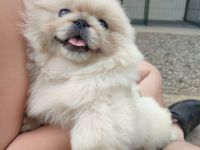 reinrassiger pekinesischer männlicher Welpe. Er nahm