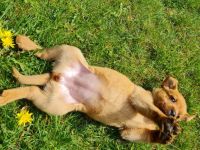 Sie suchen einen Teampartner für den Hundesport? Dann