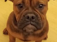 Auf diesem Weg sucht dieses süße Old Englisch Bulldogg