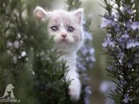 Aus unserm S2 Wurf suchen 2 BKH Kater lilac white