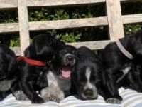 Unsere 4 jährige Große Schweizer Sennenhündin hat