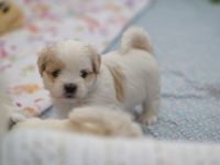 Shih Tzu, Welpen