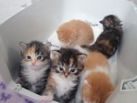 5 fellnasen suchen ab Mitte Juni ein liebes zu Hause am