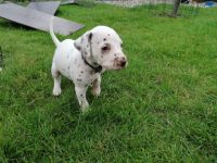 1Ruede und 1 Huendin braun weiss suchen noch ein