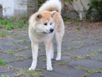 am 06.05.2022 sind meiner Hündin 4 gesunde Welpen