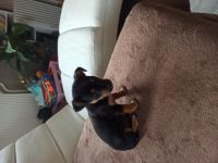 Verkaufen unseren letzten Mini Chihuahua Männchen. Da