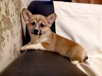 Welsch Corgi Pembroke Wir haben ein super süßes Mädchen