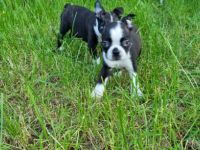 Unsere Hündin hat 8 bunte Welpen bekommen 2 Weibchen 6