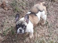 Hallo wir Verkaufen unsere Hobbyzucht an Liebhaber